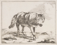 KG 04360
<br/>
Wolf
<br/>
<em>Bije, Marcus de (1639-ca. 1690)</em>